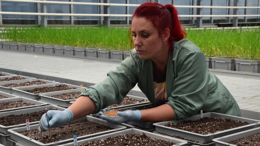 Aphea.Bio zal jaarlijks 1.500 formuleringen van micro-organismen testen in de serre.