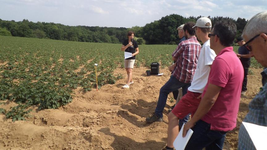 Vorig teeltseizoen werd gekenmerkt door een enorme droogte, toch kwam de neerslag op tijd om nog een goede opbrengst te realiseren.