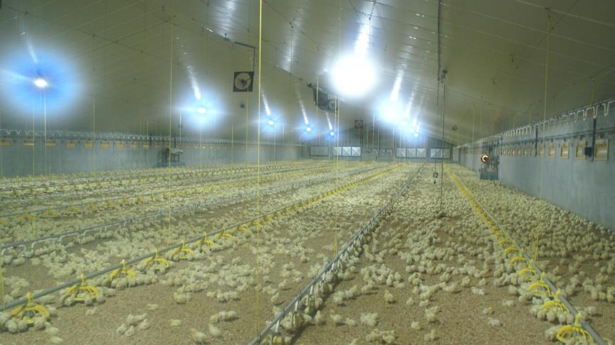 Nederland werd vorig jaar diverse keren opgeschrikt door een uitbraak van vogelgriep.