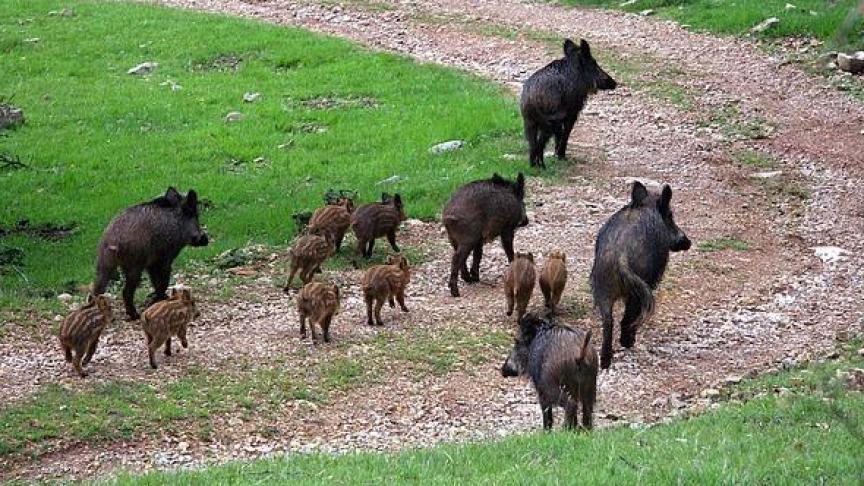 De Vlaamse everzwijnenpopulatie groeit aan. Vooral in Limburg en  Antwerpen zien jagers everzwijnen. Bij infectie met Afrikaanse varkenspest kan dit problemen geven.