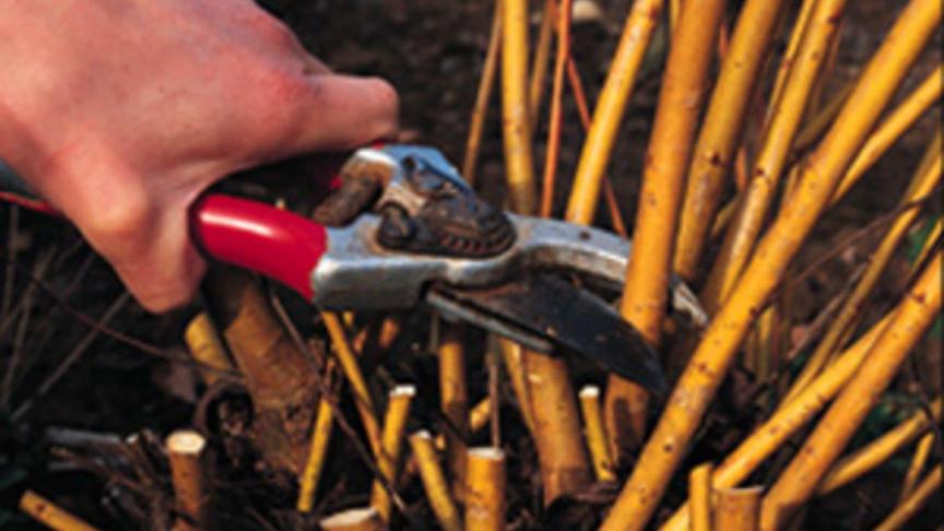 Snoei sierstruiken uit groep 2 - heel wat zomerbloeiende sierstruiken bloeien nog rijker als ze in het voorjaar diep teruggesnoeid worden.