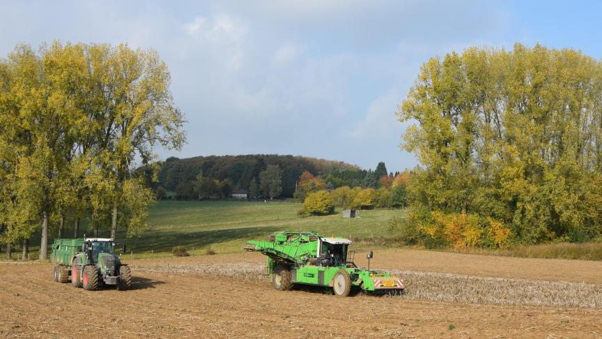 Aan chipsrassen worden hogere eisen gesteld dan aan frietrassen.