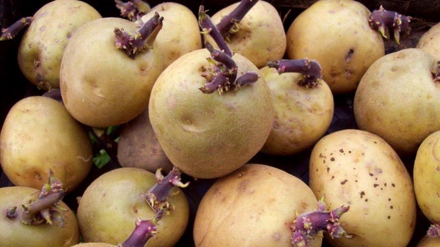 Voorkiemen zorgt voor een kortere teeltduur.