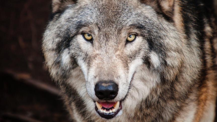 De opkomst van de wolf neemt risico’s met zich mee.