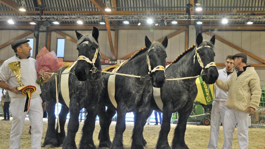 Familie De Graeve uit Erpe-Mere met (vlnr) Chris De Graeve en rechts Danny en zoon Jens. De drie blauwschimmelmerries behaalden de eerste prijs bij de loten van 3 op de laatste nationale (vlnr Jutta en Orpha van ’t Zevekoot en Katien van ’t Valleihof).