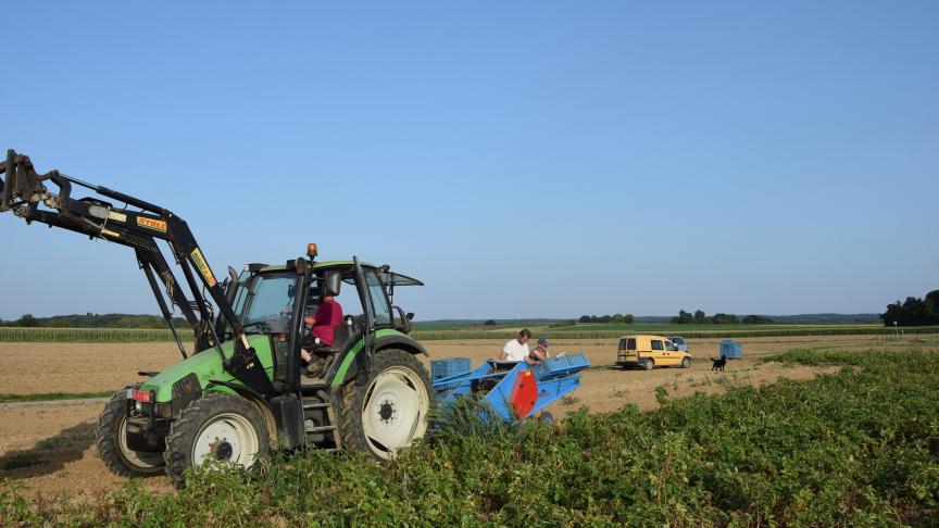 Omdat voor het eerst onderzoek werd gedaan naar aardappelrassen voor thuisverkoop werd hoofdzakelijk gewerkt met gekende rassen.