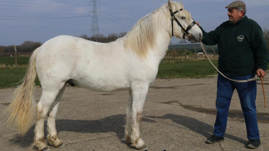 Hemarie Columbus, eerste keuring en aangenomen. Eig.: Guido Van Dyck uit Broechem.