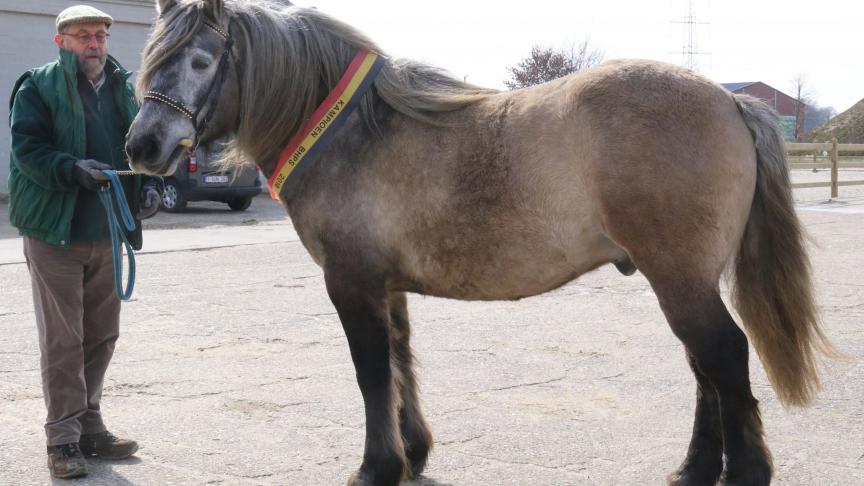 Zeb van den Capellenbergh, kampioenhengst. Eig.: Pierre Scholtes uit Mellier.