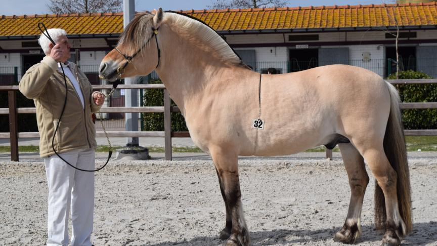 Haukaren, 15 jaar. Ster 1
ste
klas en prestatiehengst. Eig.: Freddy Fontaine uit Budingen.