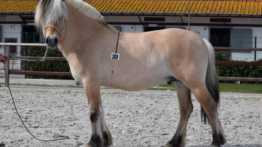 Leo de Chaumont, 8 jaar, 40 p. model hengst met extra vermelding en deklicentie voor het leven. Eig.: Sam Cremers uit Lierneux.