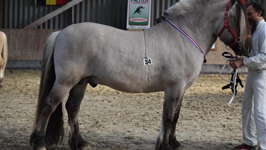 Lyckängs Tempo, 11 jaar, sterhengst elite. Eig.: Louis De Vry uit Oostmalle.