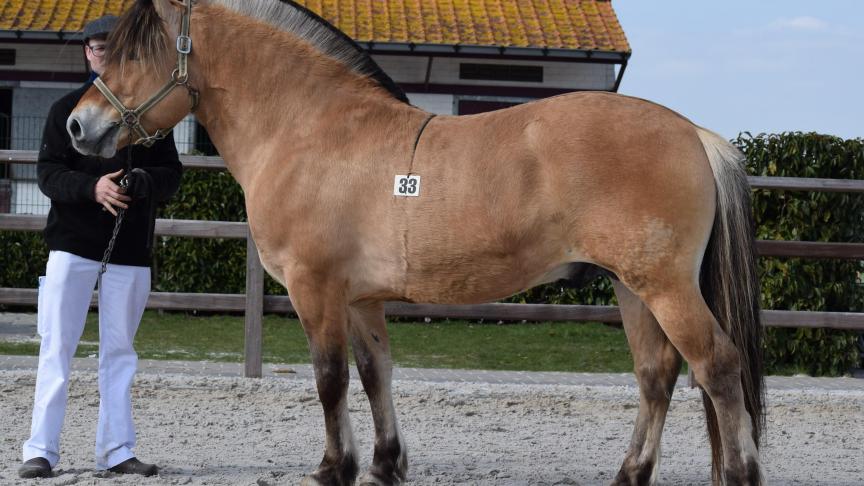 Narvestad Daysar, 12 jaar, ster 1
ste
klas en prestatiehengst. Eig.: Frans Heughebaert uit Zuidschote.