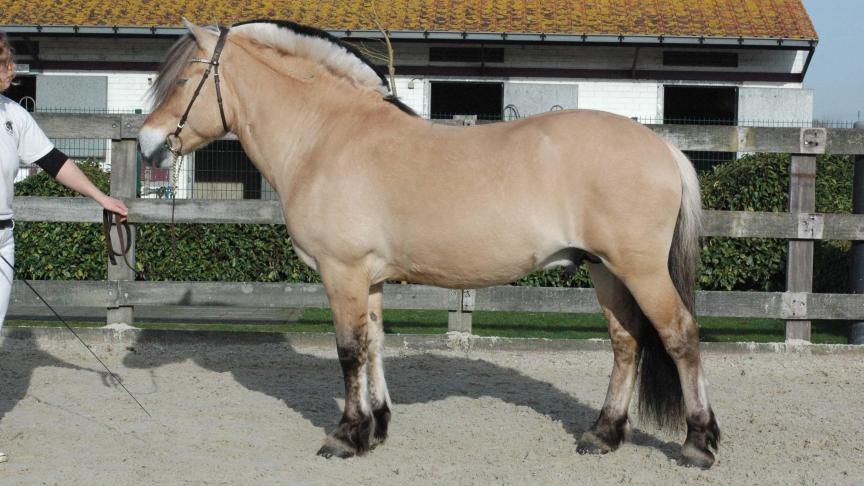Niko, 6 jaar. Eig.: Bart van den Berg uit Wanneperveen (Nl).