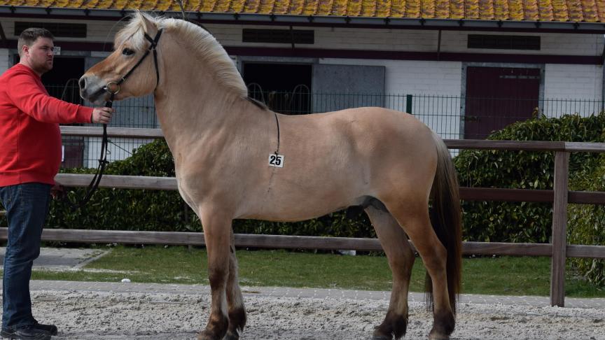 Ruben van de Landweg, 3 jaar, 41 p., extra vermelding, deklicentie voor 1 jaar. Eig.: Dries Vissers uit Arendonk.