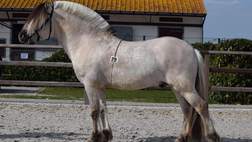 Rudsmo Rune, 5 jaar, 36,5 p., deklicentie voor 3 jaar. Eig.: Louis De Vry uit Oostmalle.
