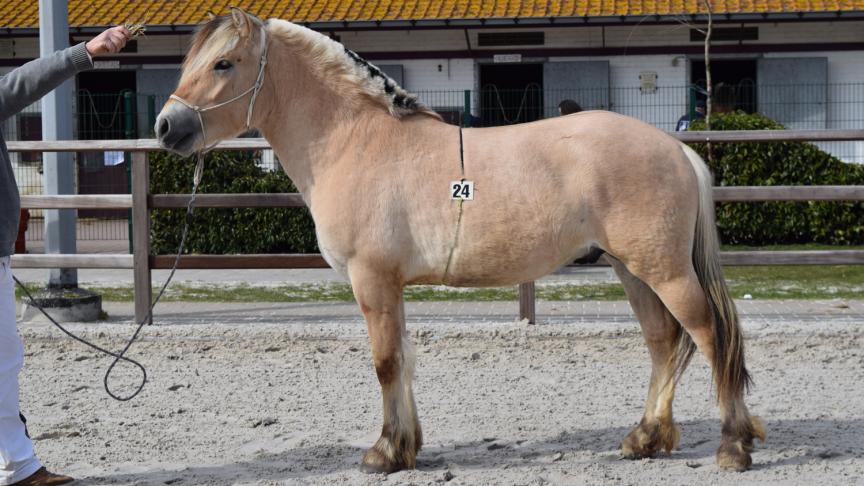 Swing, 2 jaar, hengst in opfok, 36,5 p., A-premie, Eig.: Sam Cremers uit Lierneux.