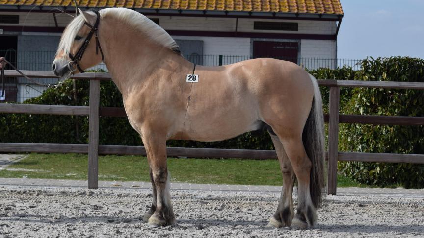 Tord Dorteson, 5 jaar, 38,5 p., deklicentie voor drie jaar. Eig.: Francis Thilmany uit Pepinster.