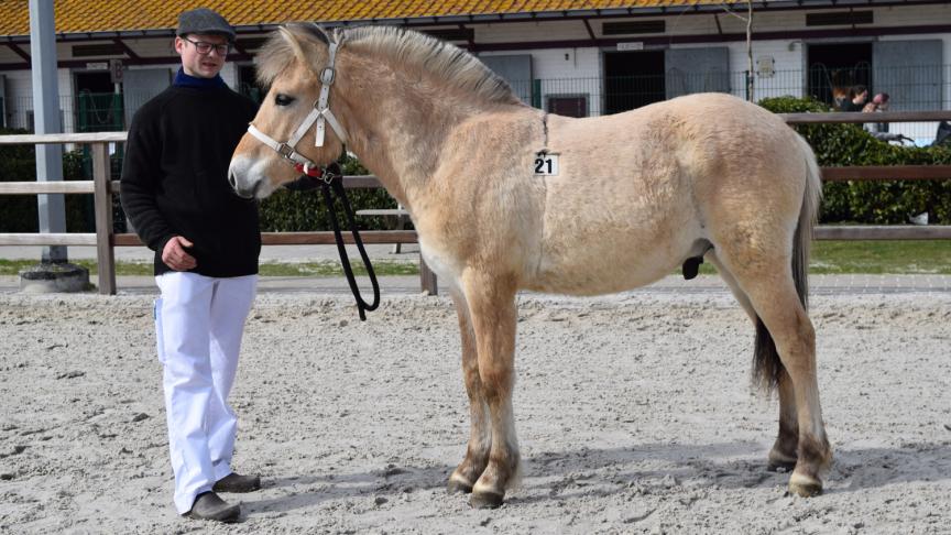 Torre van ’t Poezelerf, 1 jaar, hengst in opfok, 36,5 p. A-premie. Eig.: Josée Vanderhaeghe uit Zuidschote.