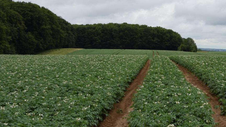 Schaduwkaarten kunnen inzicht geven in waar het beter is dunner te poten.