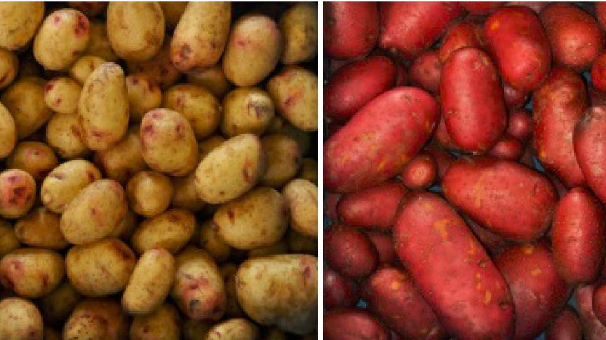 Men kan ook kiezen voor biologische rassen. V.l.n.r.: Agria, Carolus, Alouette, Connect.