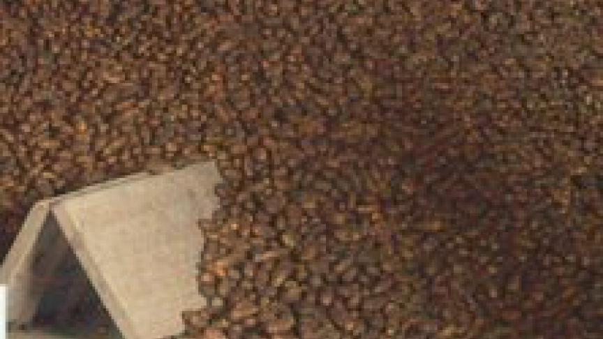 Bij minder aardappelen kan men ventileren door paletten driehoeksgewijs tegen elkaar te zetten en er een ventilator voor te zetten.