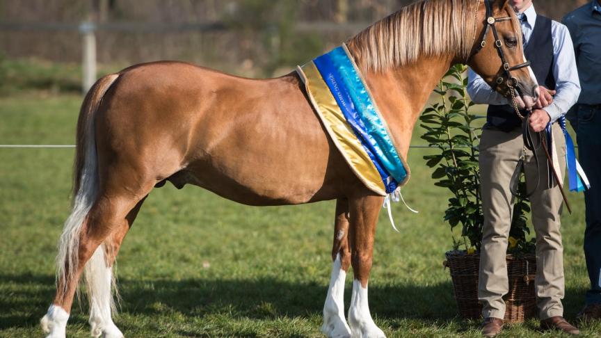 Stougjeshoeve Escudo, overall  supreme champion.   Eig.: Geert Verbaas uit Nieuw Beijerland (NL).
