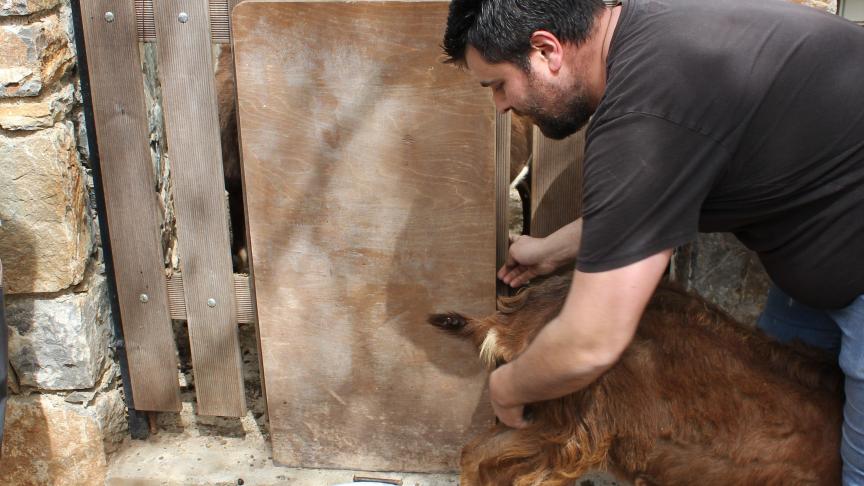 Een geitenhoeder op Kreta : landbouweducatie over de traditionele methodes, inzet op eigen rassen en kaasmaken op de traditionele manier.