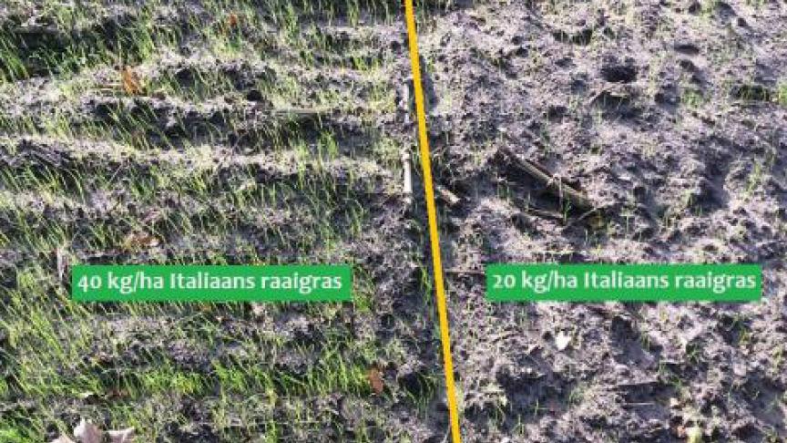 Zaai aan een voldoende dosis groenbemesters in, anders heeft het geen effect.