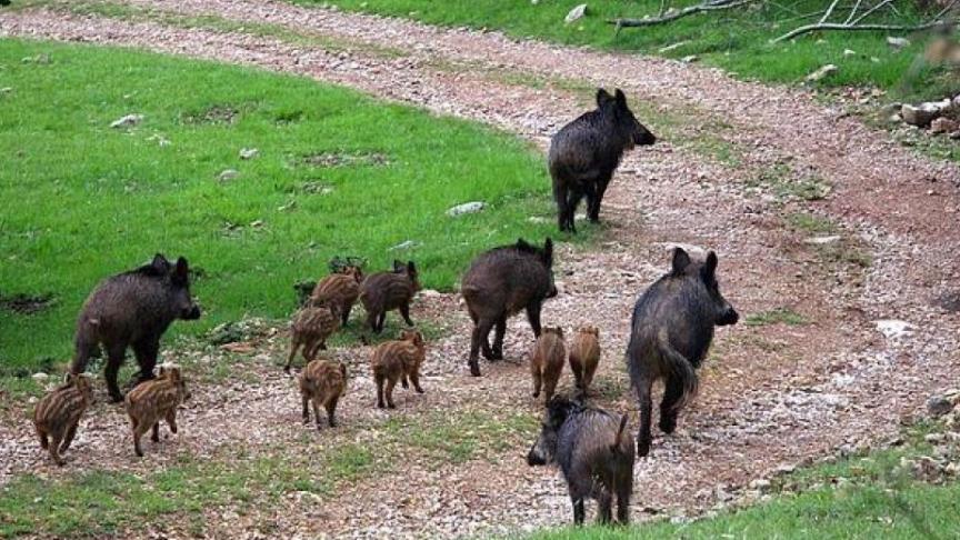 afrikaansevarkenspest