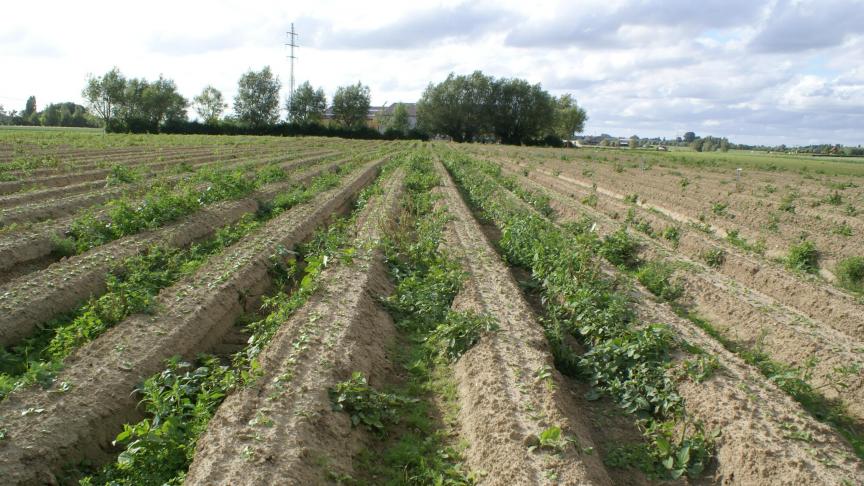 biologischeonkruidbestrijding