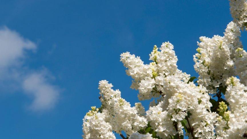 'Mme Lemoine' bloeit rijkelijk met grote trossen witte bloemen.
