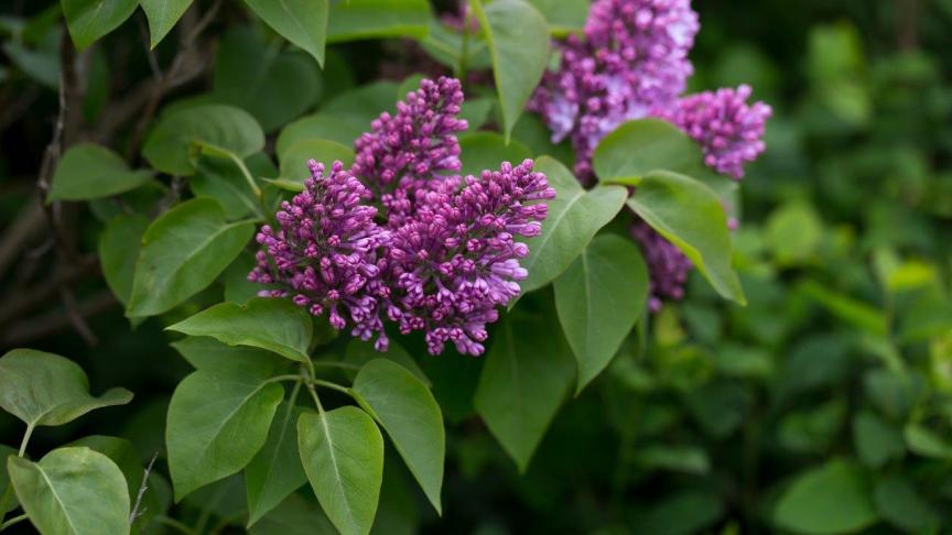 Seringen zorgen voor een onovertroffen lentegeur.