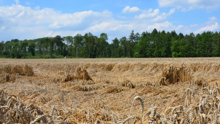 Legering kan de graanteelt ernstige schade aandoen. Basf heeft hier altijd al sterk op ingezet en komt nu met een nieuwe oplossing, zodat situaties zoals hier op de foto vermeden kunnen worden.