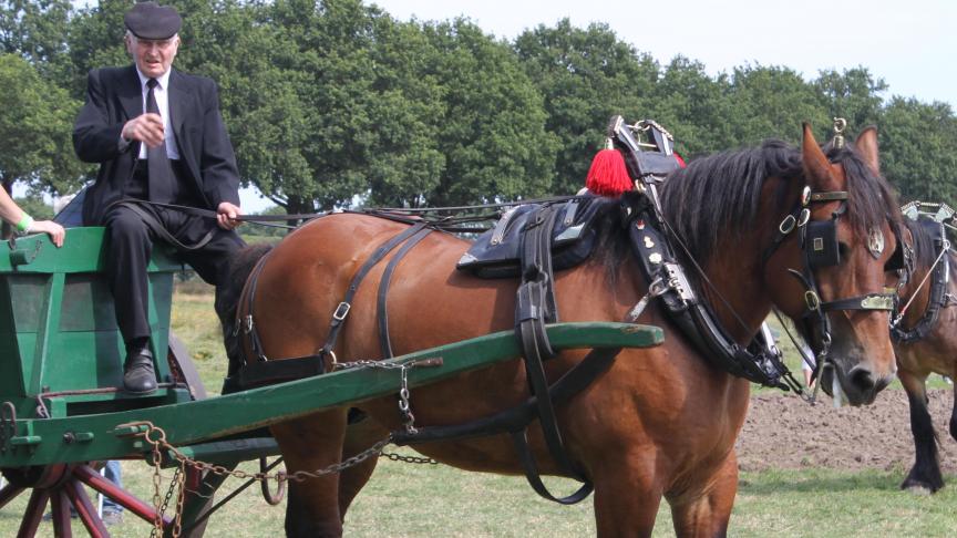 Gust Stoffels van de trekpaardenvrienden uit Minderhout met zijn paard Maya van de Schoorstraat.