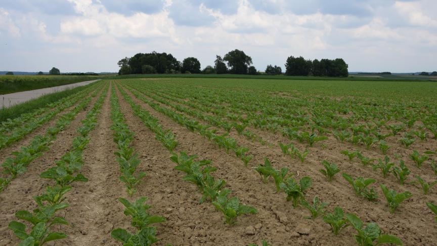De suikerbietvelden staan er meestal goed bij al kan er schade merkbaar zijn door de weersomstandigheden en/of zwartwortelrot.