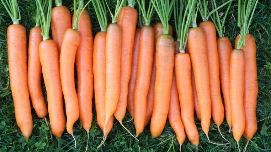 Mits regelmatig te zaaien kan je wortels oogsten van eind juli tot diep in de winter.