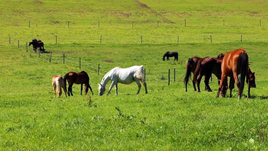 In de vrije natuur grazen paarden een groot deel van de dag.