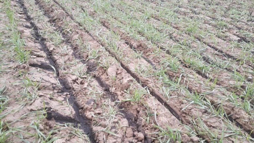 Beeld van de wintertarwe vlak na de drijfmesttoediening op 26 maart via schijfkouterinjecteur.