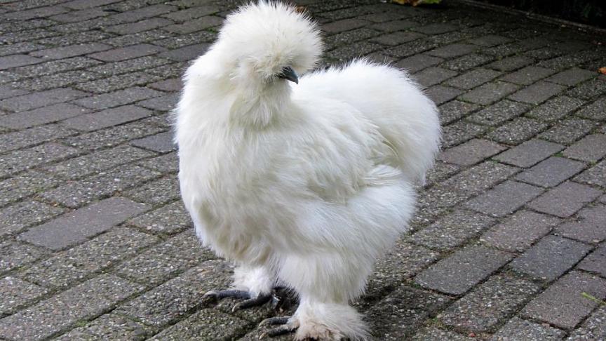 silk-fowl-1689119_960_720