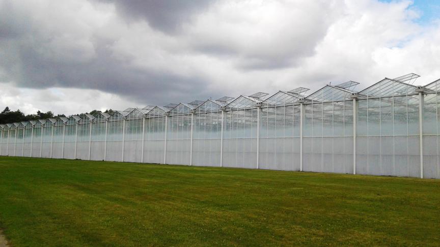 Jaarrond kwaliteitsvolle en smaakvolle groenten halen uit serres is technisch gezien een hele uitdaging.