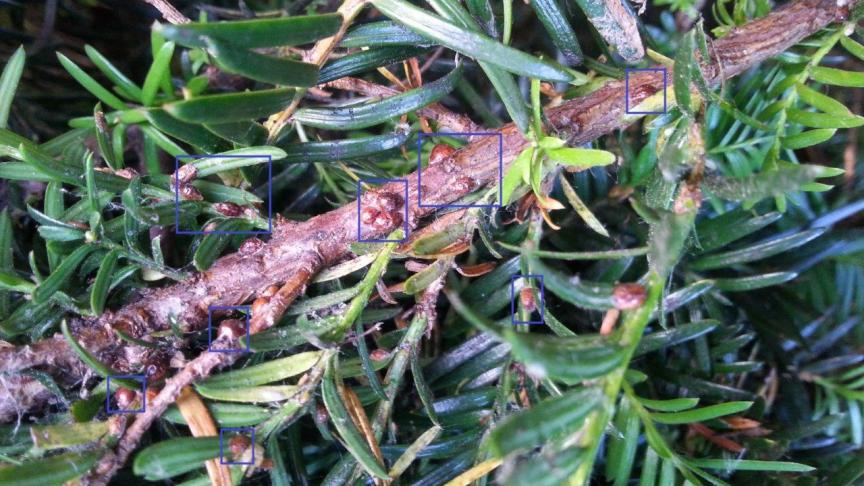 De dikke ronde doppen waaronder de eitjes van de gewone dopluis zich bevinden. Hier op de twijgen van Taxus.