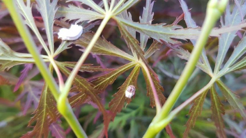 Eizak van de wollige dopluis op de onderkant van het blad van een Japanse esdoorn.