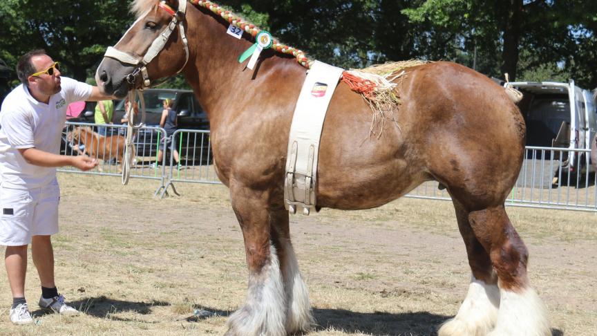 Aurore van het Hermeshof, eerste prijs bij de merries geboren in 2012 tot 2008 en tevens dagkampioene. Eig.: Nico Henckens- Geusens & zonen, Maaseik.