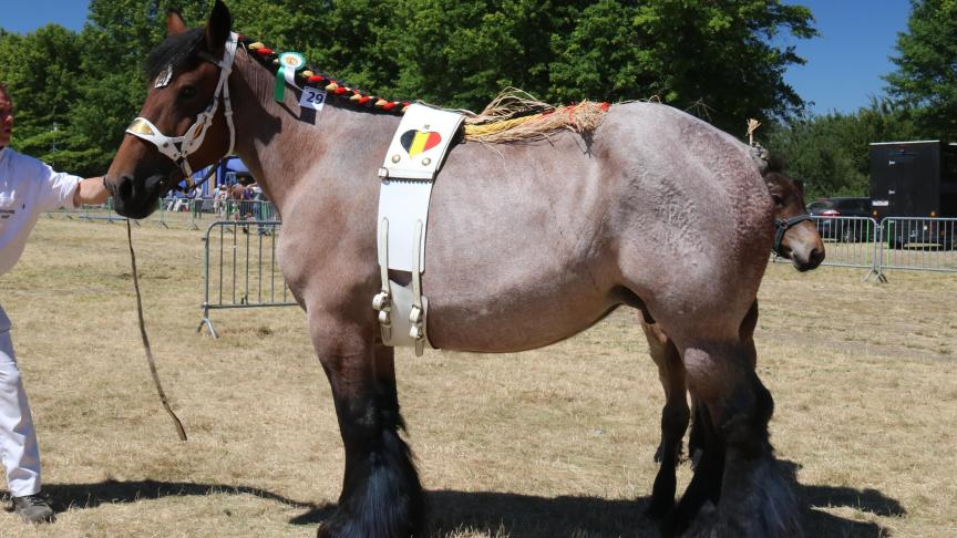 Jana van ‘t Hengelhof, eerste prijs bij de merries geboren in 2013. Eig.: Fam. Smeers & zonen, Houthalen.