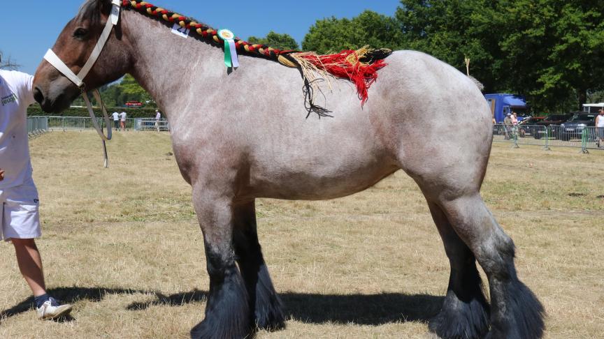 Rolinde van de Grens, eerste prijs bij de merries geboren in 2016. Eig.: Jos Jansen, Meerle.