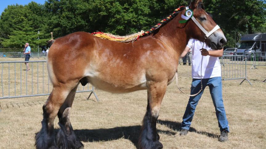 Spike van de Kabei, kampioen bij de hengstveulens geboren in 2017. Eig.: gebroeders Berden, Alken.
