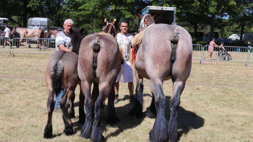 Stal groepen, eerste prijs bij de stalgroepen. Eig.: Smeers, Houthalen.