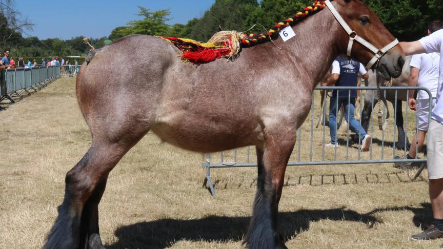 Suzy van de Kabei, eerste prijs bij de merrieveulens geboren in 2017 kleine maat. Eig.: Berden gebr., Alken.