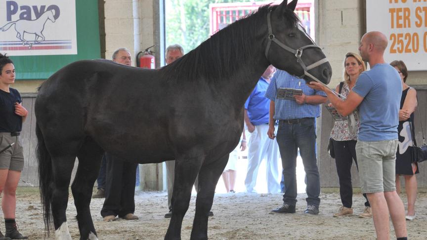 Femke van het Stockhof, dagkampioene Koudbloed. Eig.: Kees Verhaeren uit Mol.