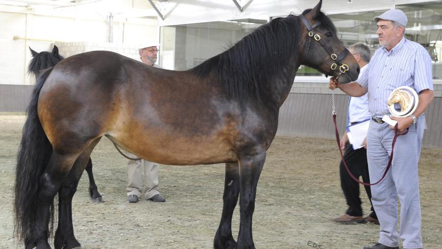 Geslaagde fokdag in Broechem met Highland pony en Koudbloed Koepel. Dagkampioene Highland pony Talin van ’t Kievithof. Eig.: Gerda Wouters uit Broechem.